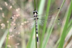 Parasynthemis regina