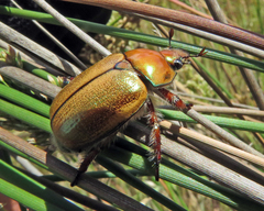 Anoplognathus suturalis