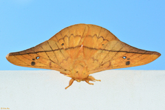 Cricula trifenestrata