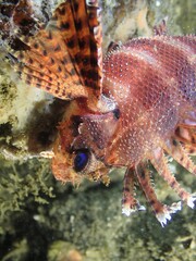 Dendrochirus brachypterus