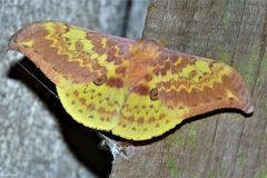 Lemaireia luteopeplus