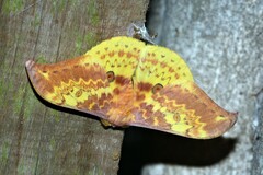 Lemaireia luteopeplus