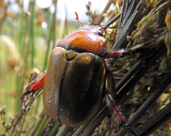 Anoplognathus suturalis