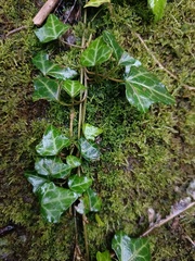 Hedera rhombea