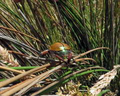 Anoplognathus suturalis
