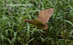 Ixobrychus cinnamomeus