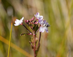 Epilobium gunnianum