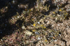 Gutierrezia californica