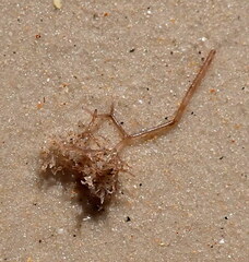 Amathia verticillata