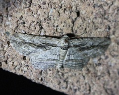 Iridopsis obliquaria