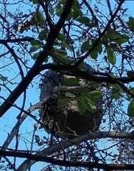 Brachygastra mellifica