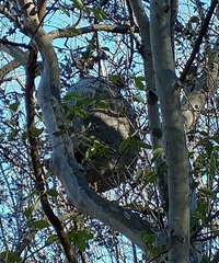 Brachygastra mellifica