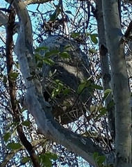 Brachygastra mellifica