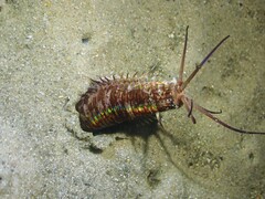 Eunice dharastii