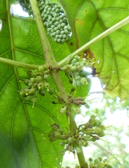 Hymenodictyon orixense