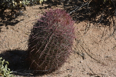 Ferocactus gracilis