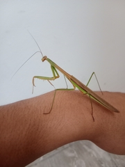 Tenodera