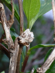 Asphondylia enceliae