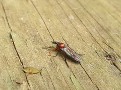 Dilophus nigrostigma