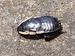 Drymaplaneta communis