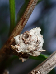 Asphondylia enceliae