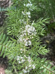 Asparagus densiflorus