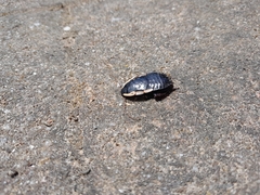 Drymaplaneta communis