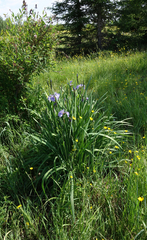 Iris setosa