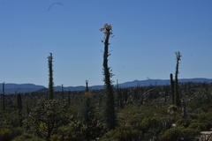 Fouquieria columnaris