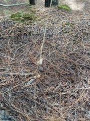 Malaxis brachyrrhynchos