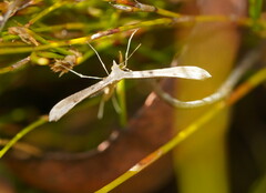 Stenoptilia zophodactylus