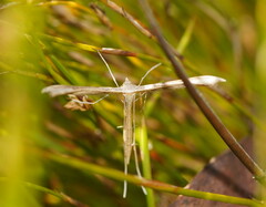 Stenoptilia zophodactylus
