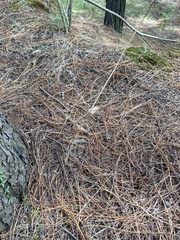 Malaxis brachyrrhynchos