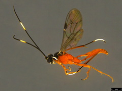 Myrmeleonostenus