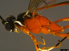 Myrmeleonostenus