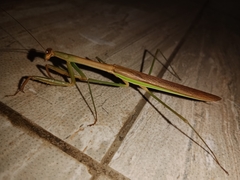 Tenodera