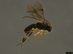 Cheloninae