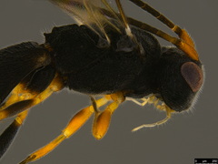 Cheloninae