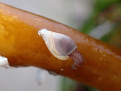 Lepas pacifica