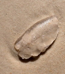 Doryteuthis opalescens