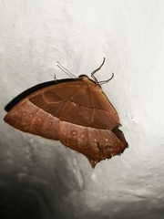 Taygetis rufomarginata