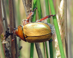 Anoplognathus suturalis