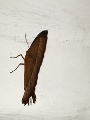 Taygetis rufomarginata