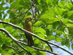 Manorina melanophrys