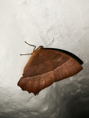 Taygetis rufomarginata