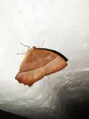 Taygetis rufomarginata