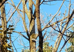 Cyanopica cyanus