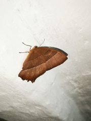 Taygetis rufomarginata