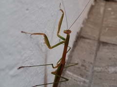 Tenodera