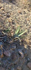 Agave deserti